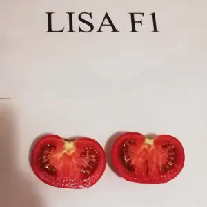 Seminte tomate Lisa F1