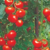 Seminte tomate Lisa F1