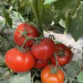 Seminte tomate Lisa F1