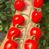 Seminte tomate cherry Berrybite F1