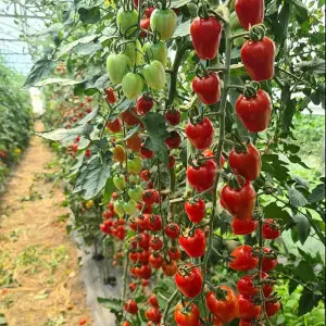 Seminte tomate cherry Berrybite F1