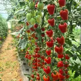 Seminte tomate cherry Berrybite F1