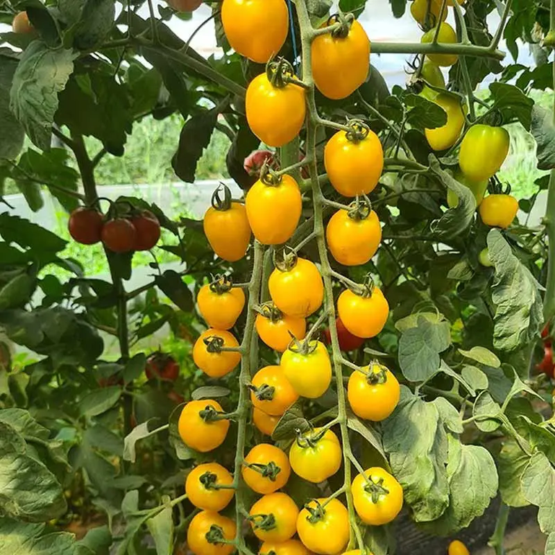 Seminte tomate cherry SunnyBite F1