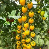 Seminte tomate cherry SunnyBite F1