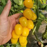 Seminte tomate cherry SunnyBite F1