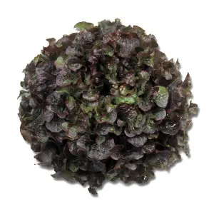 Seminte salata Bughatti