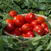 Seminte tomate N0296 F1