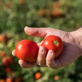 Seminte tomate N0296 F1