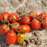 Seminte tomate N0296 F1
