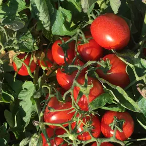 Seminte tomate N6438 F1
