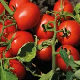 Seminte tomate N6438 F1