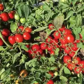 Seminte tomate N6438 F1