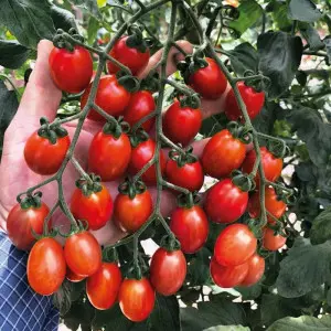 Seminte tomate cherry Teenon F1