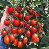 Seminte tomate cherry Teenon F1