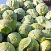 Seminte varza Avanto F1