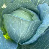 Seminte varza Accord F1