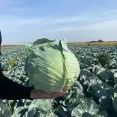 Seminte varza Accord F1