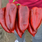 Seminte ardei capia Mathias F1