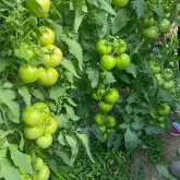 Seminte tomate Miko F1