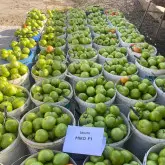 Seminte tomate Miko F1