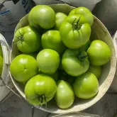 Seminte tomate Miko F1