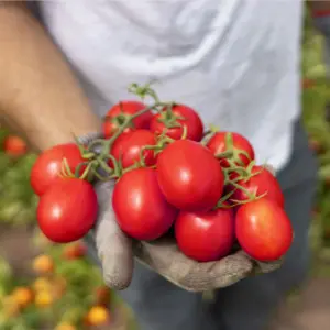 Seminte tomate Barrick F1