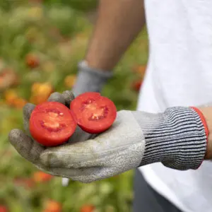 Seminte tomate Barrick F1