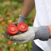 Seminte tomate Barrick F1