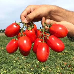 Seminte tomate (rosii), hibrizi si soiuri - Horticola (6)