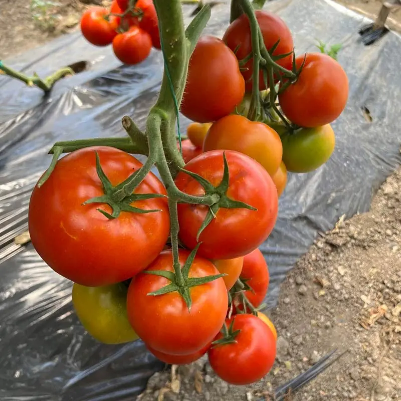Seminte tomate SVTH3053 F1