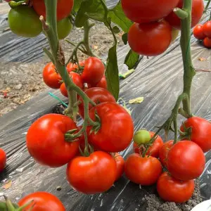 Seminte tomate SVTH3053 F1