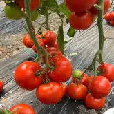 Seminte tomate SVTH3053 F1