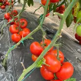 Seminte tomate SVTH3053 F1