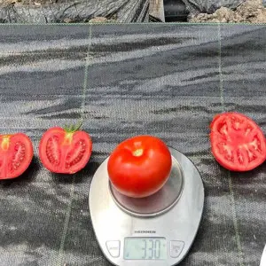 Seminte tomate SVTH3053 F1