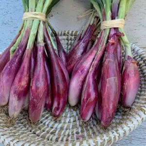 Seminte ceapa verde Rossa di Firenze