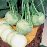 Seminte gulie Noriko