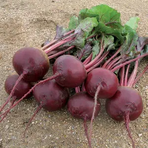 Seminte sfecla rosie Red River F1
