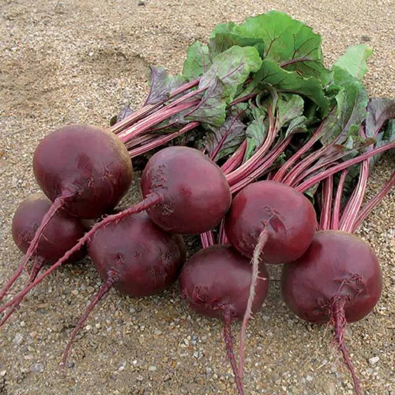 Seminte sfecla rosie Red River F1