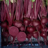 Seminte sfecla rosie Red Titan F1