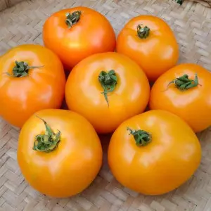 Seminte tomate Leeloo F1
