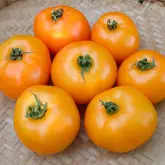 Seminte tomate Leeloo F1