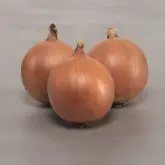 Seminte ceapa Pantano F1