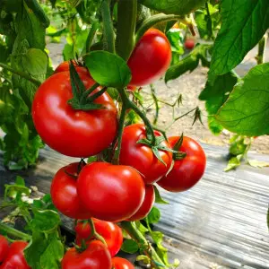 Seminte tomate Pachamama F1