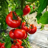 Seminte tomate Pachamama F1