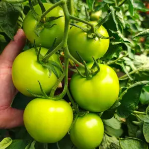 Seminte tomate Pachamama F1