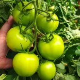 Seminte tomate Pachamama F1