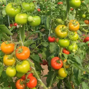 Seminte tomate Pachamama F1