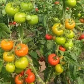 Seminte tomate Pachamama F1