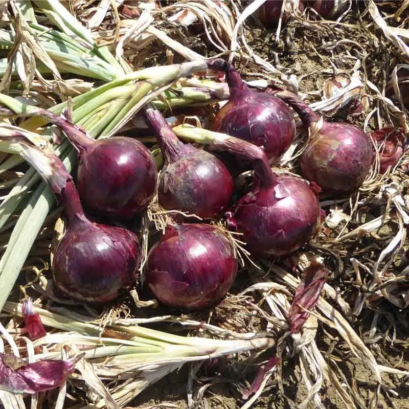 Seminte ceapa Red Flame F1