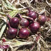 Seminte ceapa Red Flame F1